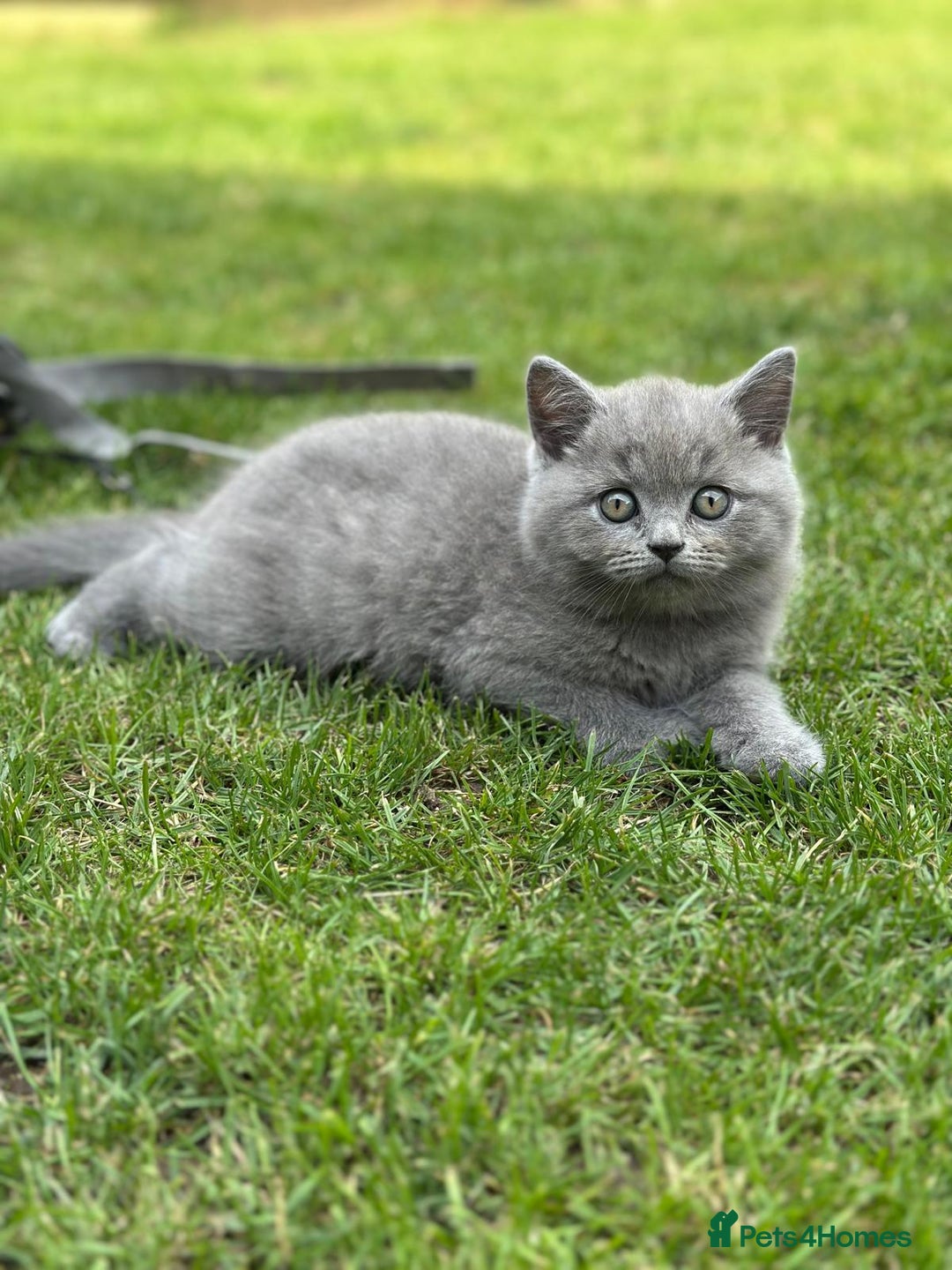 British Shorthair cats for sale: I'll give it into good hands. - Image 9
