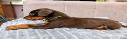 Dobermann dogs for sale: KC registered Dobermann pups - Advert 5