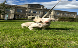 Miniature Dachshund dogs for sale: Beyond Exclusive Luxury Pink  - Image 2