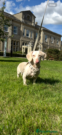 Miniature Dachshund dogs - Advert 11