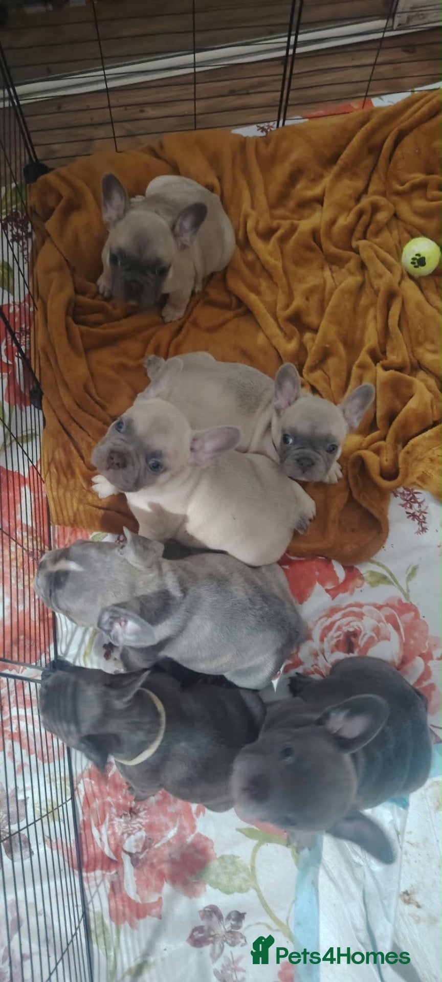 French Bulldog dogs 🐾 FRENCH BULLDOG PUPPY –LOOKING FOR A LOV HOME 🐾 - Advert 16