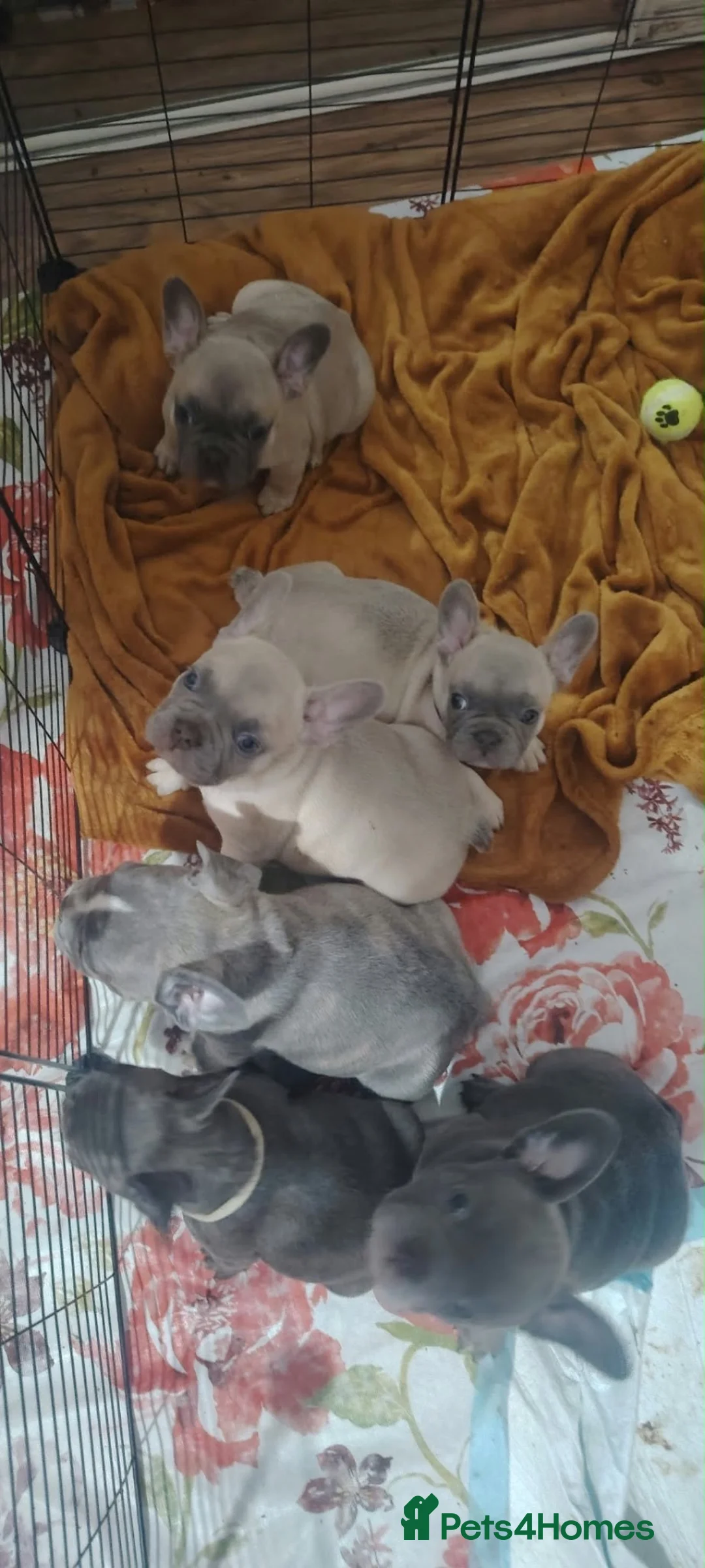 French Bulldog dogs for sale: 🐾 FRENCH BULLDOG PUPPY –LOOKING FOR A LOV HOME 🐾 in Luton - Advert 2