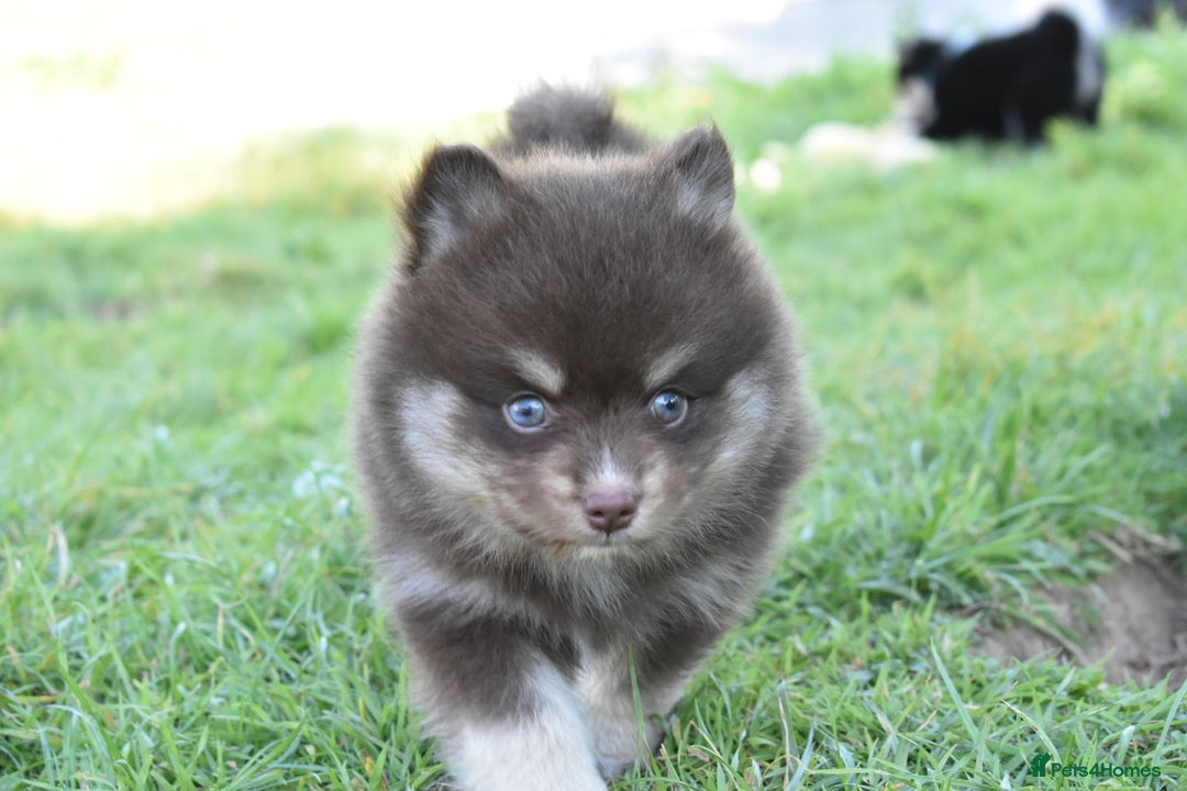 Pomsky dogs for sale: Merle Genuine Toy Size  Pomsky Puppies - Image 2