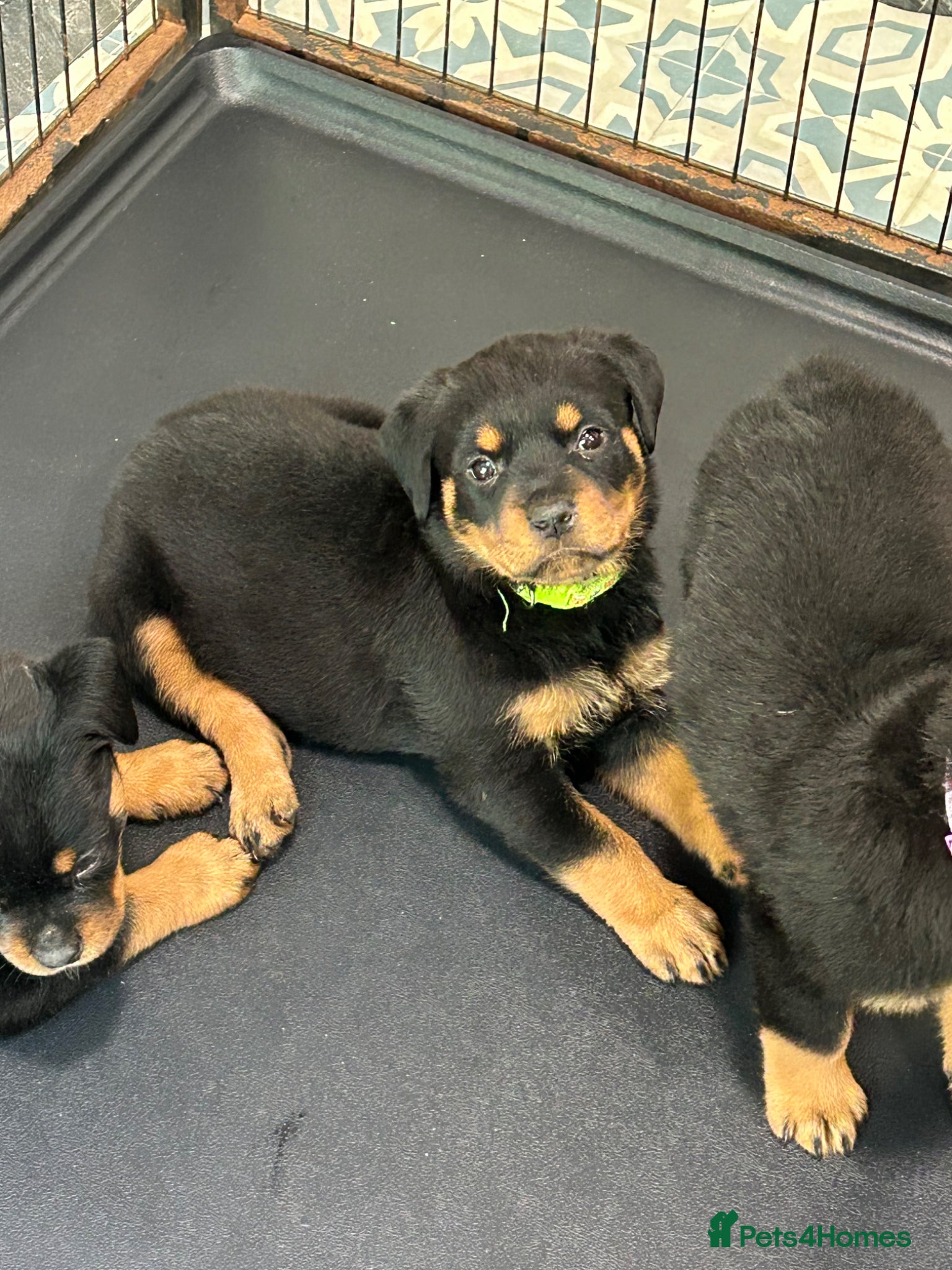 Rottweiler dogs Rottweiler Puppies  - Advert 2
