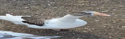 Geese poultry for sale: Mixed geese breed  - Advert 1