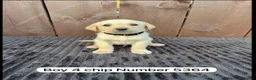 Goldador dogs for sale: Goldador puppies 9 available  - Advert 6
