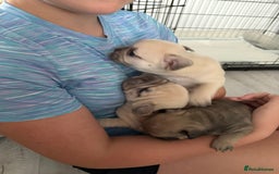 French Bulldog dogs for sale: 4 beautiful ** frenchies  - Image 4