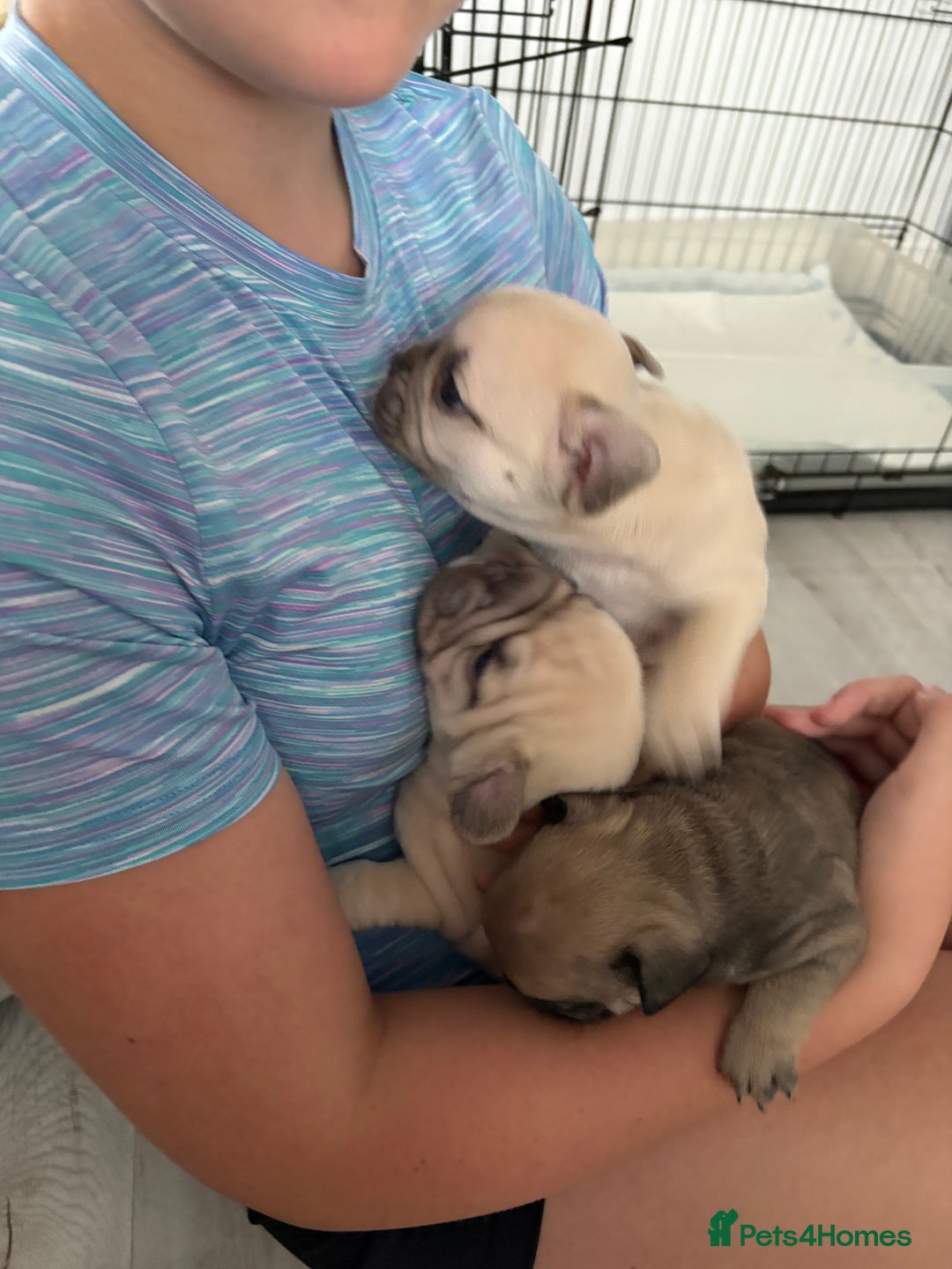 French Bulldog dogs for sale: 4 beautiful ** frenchies  - Image 4