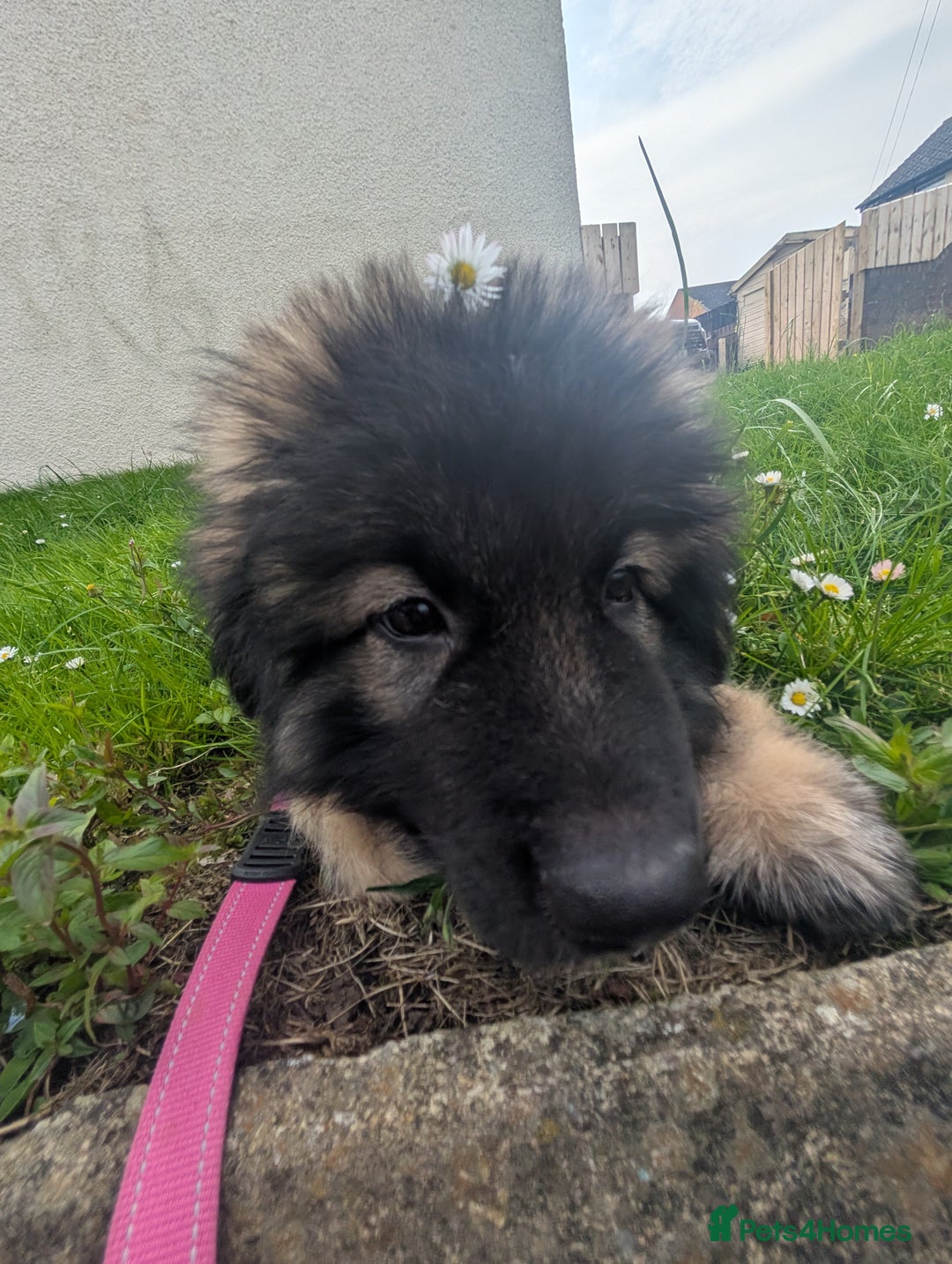 Caucasian Shepherd Dog dogs for sale: Caucasian shepherd  - Image 3