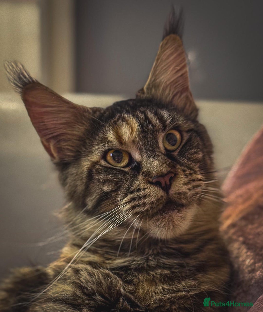 Maine Coon cats for sale: Full breed gorgeous Mainecoon female 2 years old - Advert 9