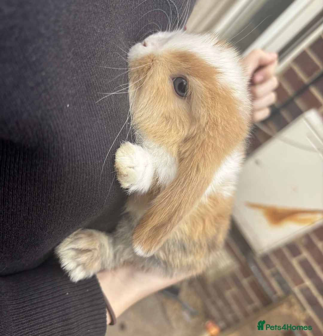 Mini Lop rabbits for sale: Beautiful mini lop rabbits  - Image 5