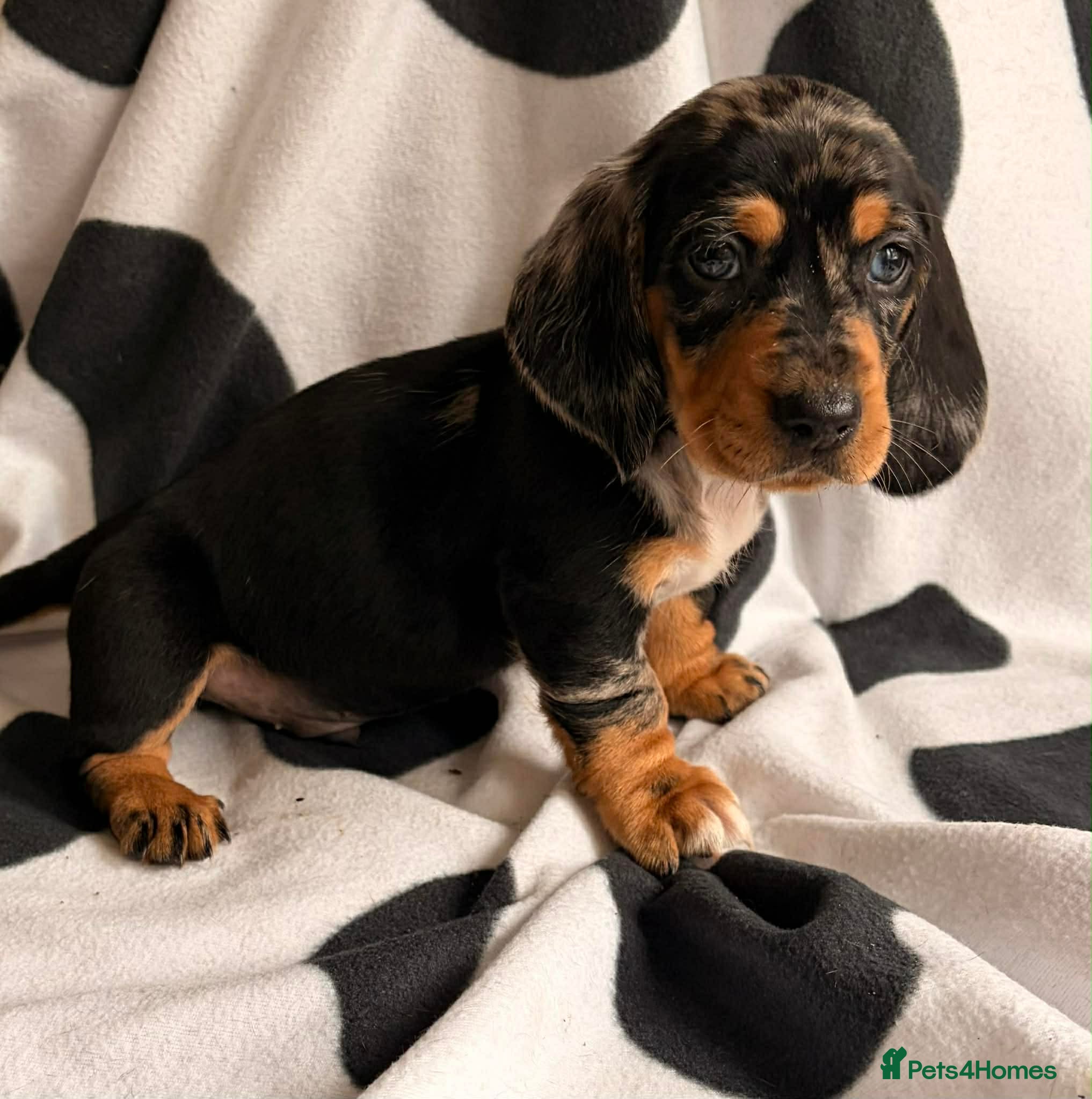 Dachshund dogs Dachshund puppies for sale  - Advert 2