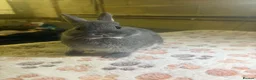 Netherland Dwarf rabbits for sale: blue otter Netherland dwarf does - Advert 4