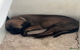 Belgian Shepherd Dog dogs for sale: 🐶Belgian Malinois Shepherd🐶 working dogs in Esher - Image 7
