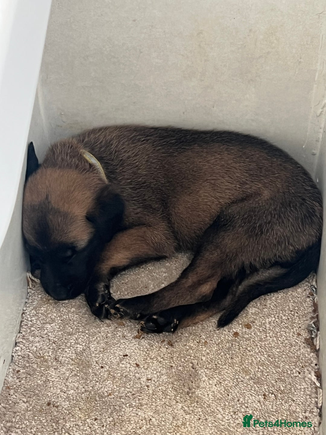Belgian Shepherd Dog dogs for sale: 🐶Belgian Malinois Shepherd🐶 working dogs in Esher - Image 7