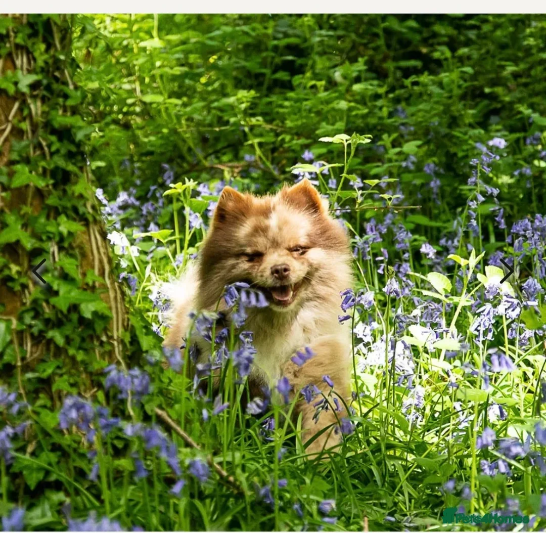 Pomeranian dogs for sale: Stunning chocolate Merle Pomeranian  - Image 3