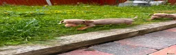 Miniature Dachshund dogs for sale: miniture dachshund - Advert 9