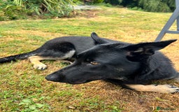 German Shepherd dogs for sale: Gadar - Image 4