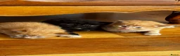 Mixed Breed cats for sale: Furry kittens ready for their forever home! - Advert 14