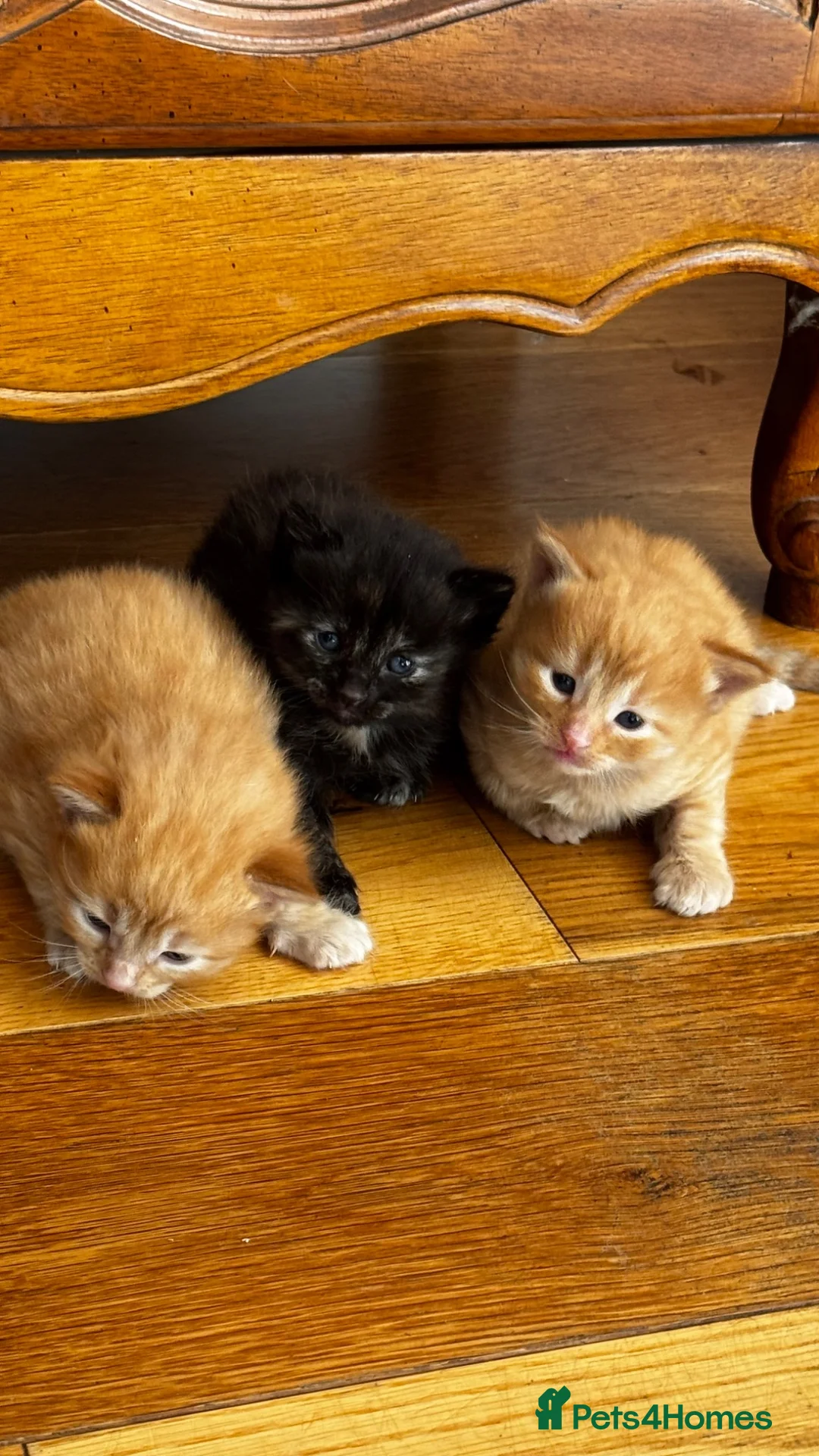 Mixed Breed cats for sale: Furry kittens ready for their forever home! - Advert 14
