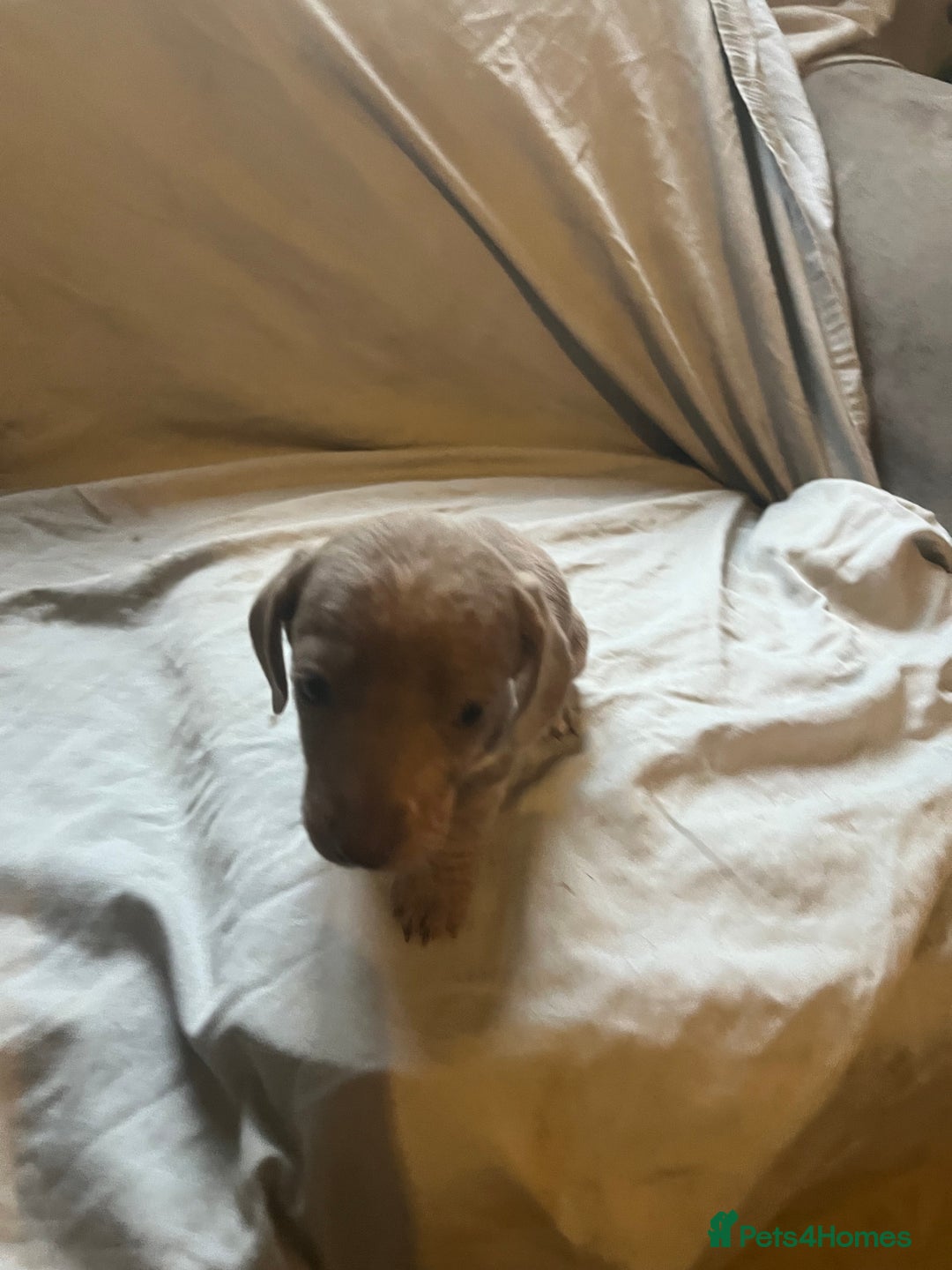 Dachshund dogs for sale: Beautiful dachshund puppies  - Image 4