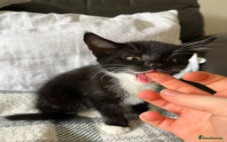 Mixed Breed cats for sale: 3 black and white kittens for sale  - Image 3