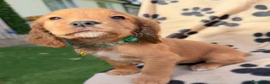 Cocker Spaniel 4
