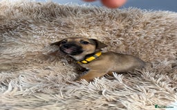 Jack Russell dogs for sale: Much Wenlock Mix Miniature Jack Russell Puppies - Image 20