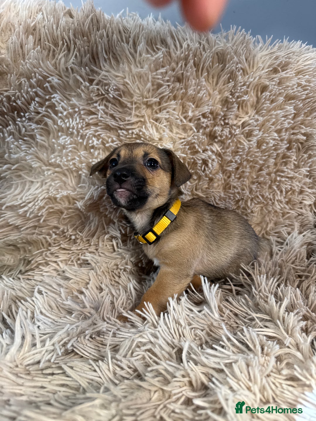 Jack Russell dogs for sale: Much Wenlock Mix Miniature Jack Russell Puppies - Image 20