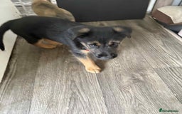 Mixed Breed dogs for sale: Ready for new loving homes now - Image 1