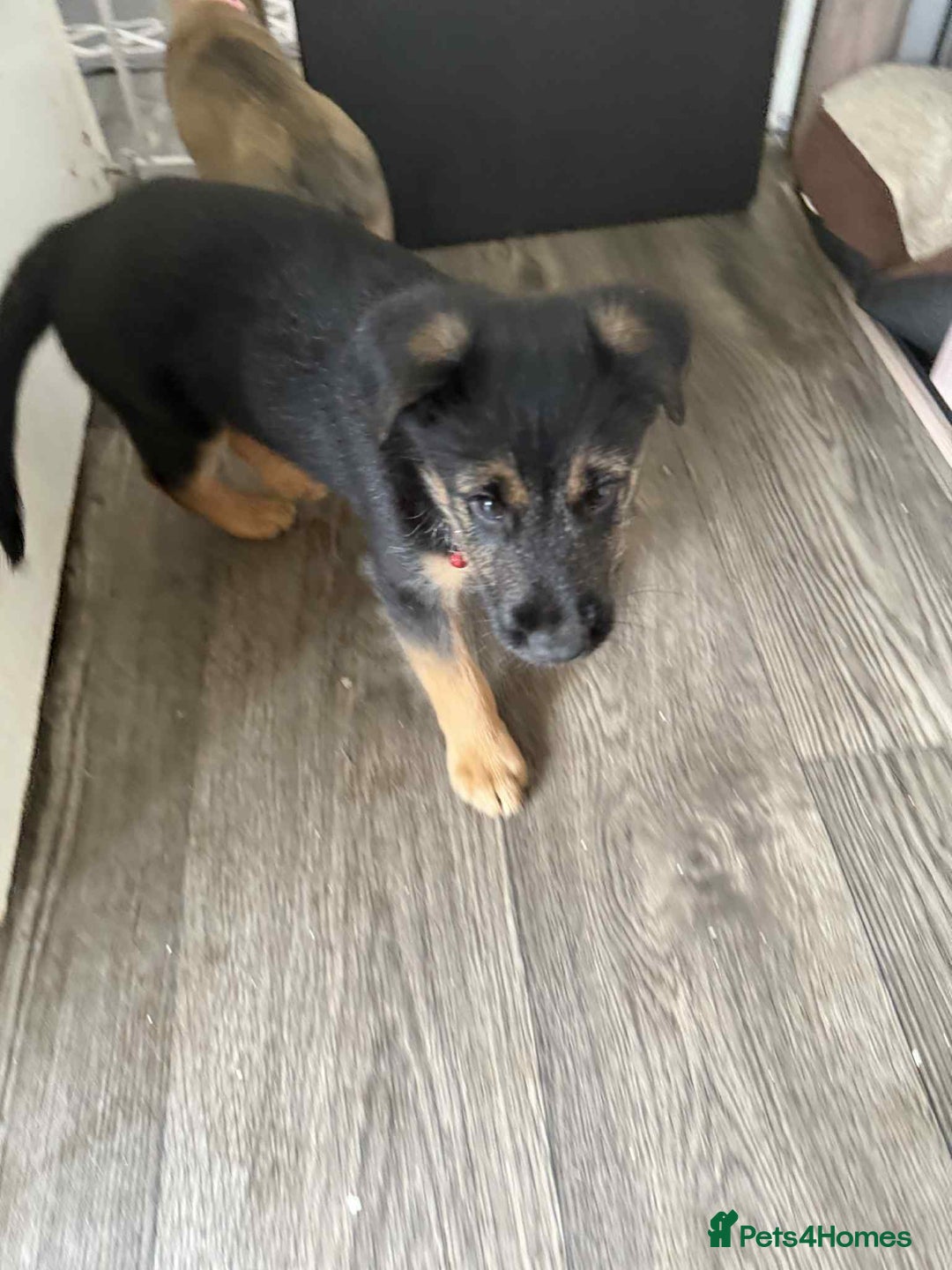 Mixed Breed dogs for sale: Ready for new loving homes now - Image 1