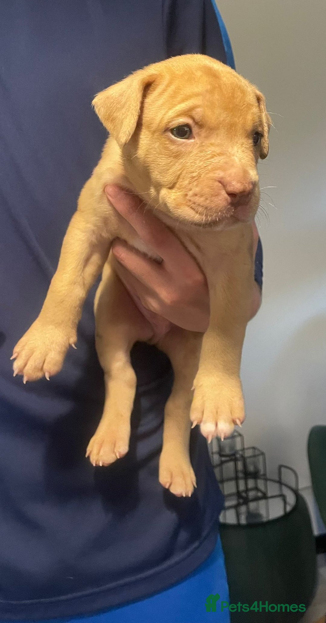 Mixed Breed dogs for sale: American bull staffy cross cross presa canario - Image 11