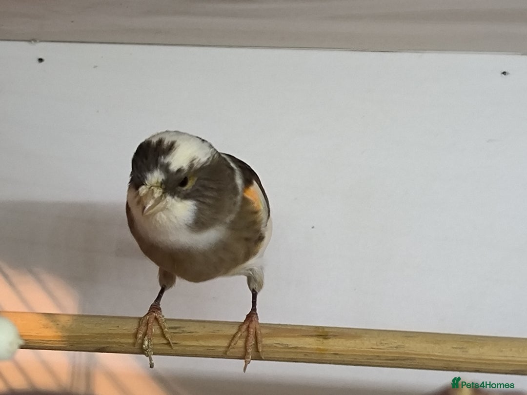 Canaries birds for sale: 5 beautiful 2025 canaries  - Advert 18