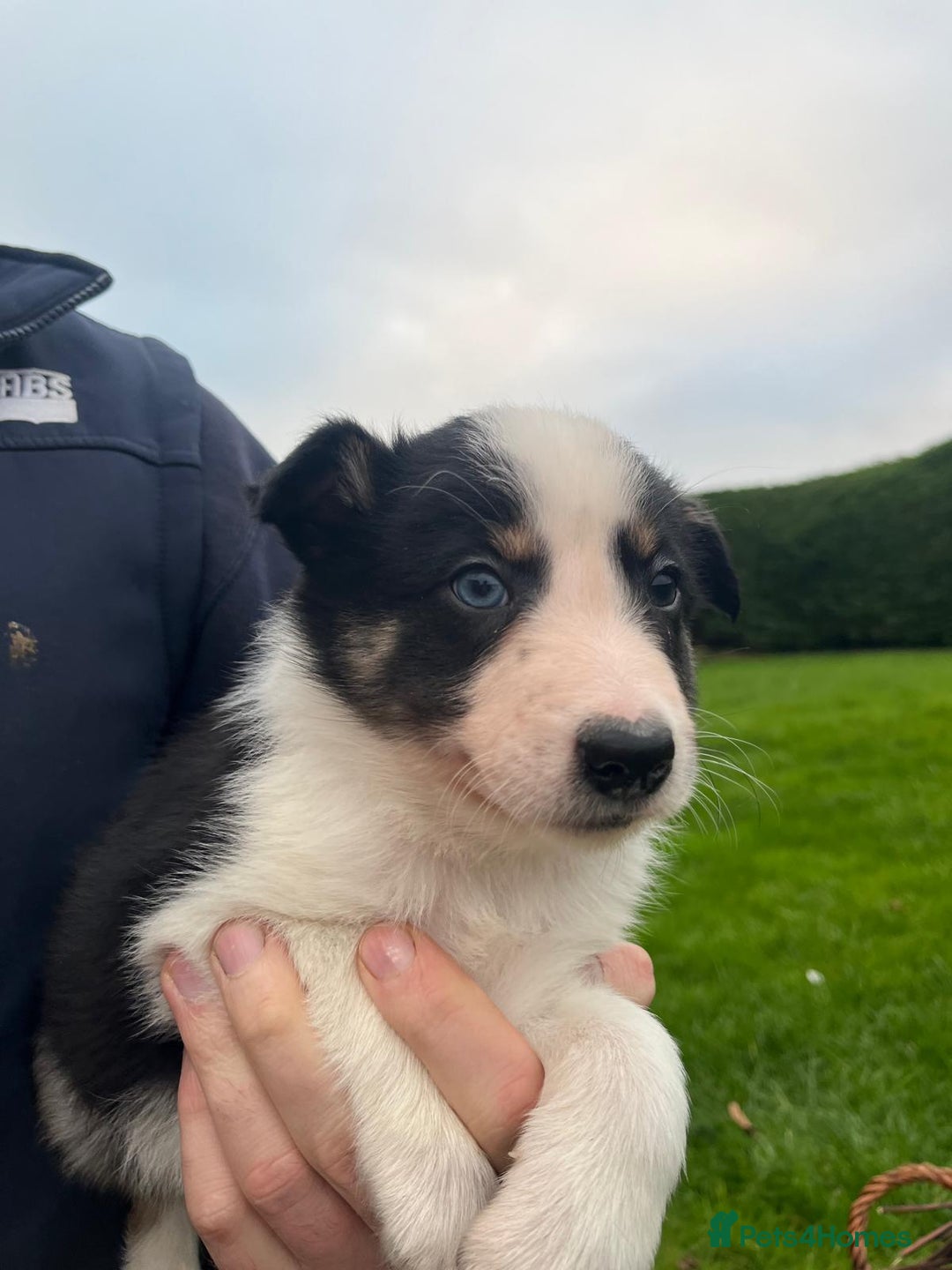 Border Collie dogs for sale: Adorable ISDS Border Collie Puppies - Advert 11