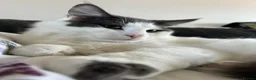 Mixed Breed cats for sale: Buy a cloud, fluffy white cat needs a new home - Advert 4