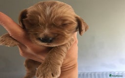 Mixed Breed dogs for sale: Health tested Australian Labradoodles - Image 3