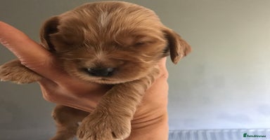 Mixed Breed dogs - Advert 9