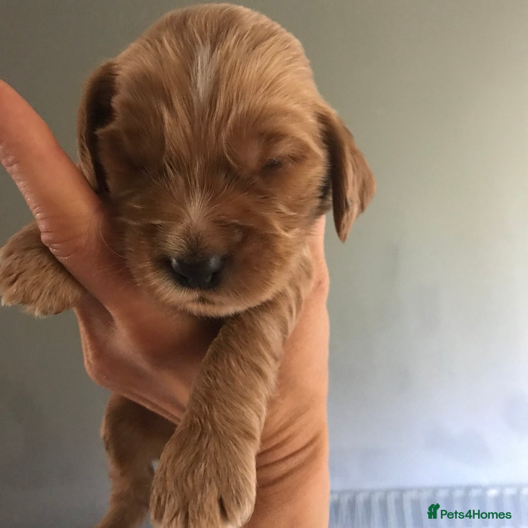 Mixed Breed dogs for sale: Health tested Australian Labradoodles - Image 3