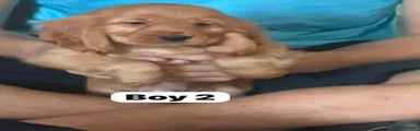 Cocker Spaniel 2