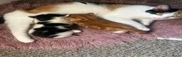 Mixed Breed cats for sale: Two cute fluffy kittens  - Advert 4