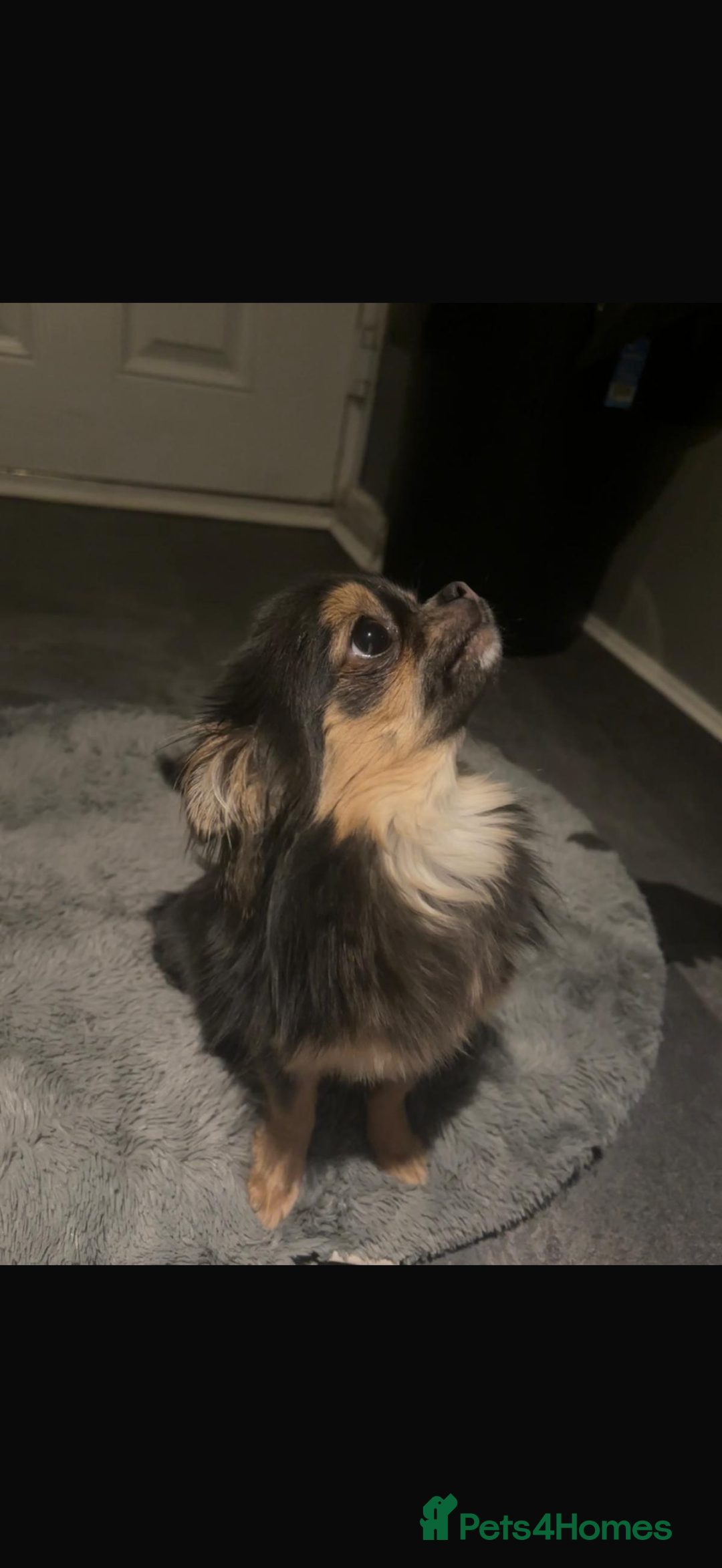 Chihuahua dogs for sale: Long haired female chihuahua - Advert 2