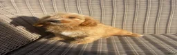 Cockapoo dogs for sale: Ready NOW F1 toy cockapoos - Advert 3