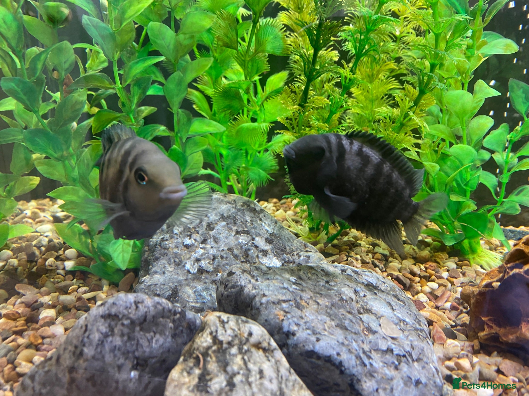 Cichlids fish Convict Cichlids  - Advert 2