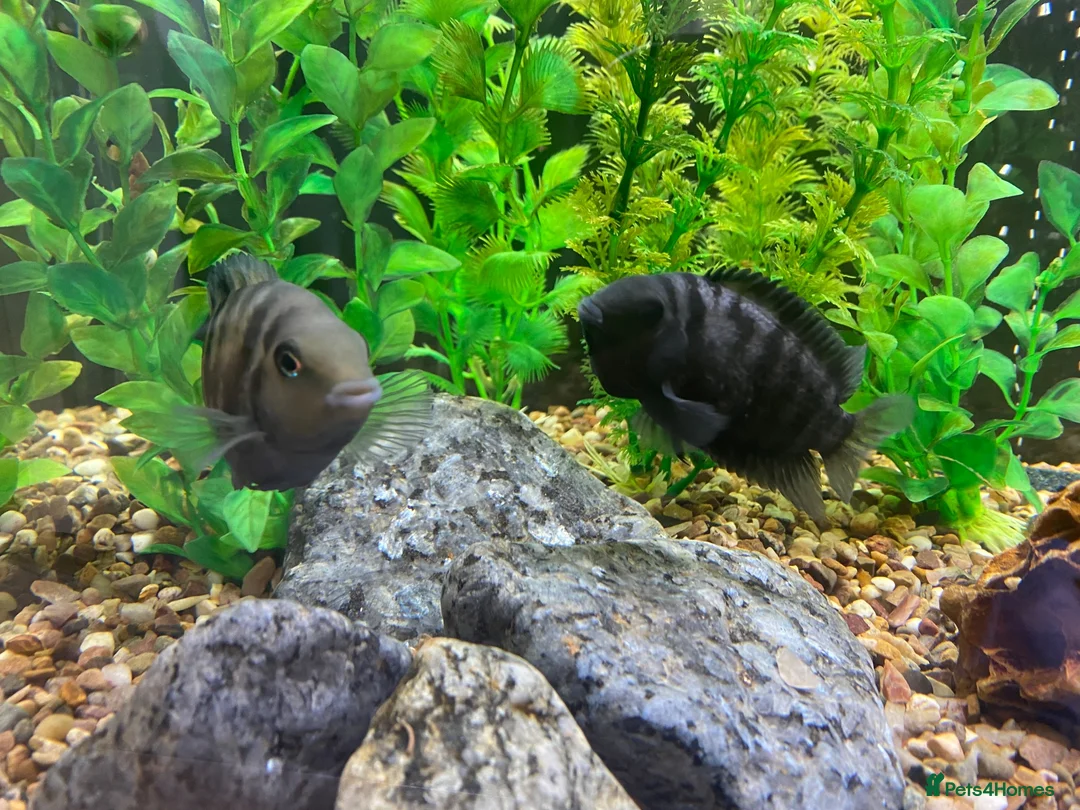 Cichlids fish for sale: Convict Cichlids  in Norwich - Advert 1
