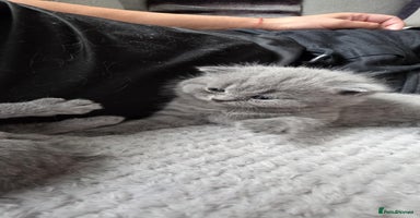 British Shorthair cats - Advert 7