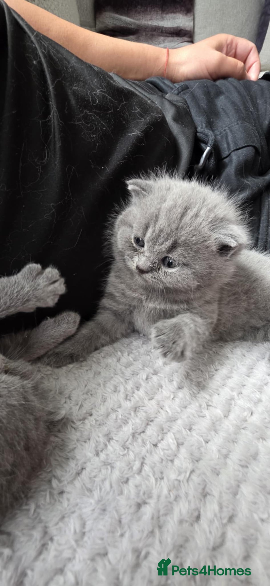 British Shorthair cats for sale: British Shorthair Kittens - Image 4