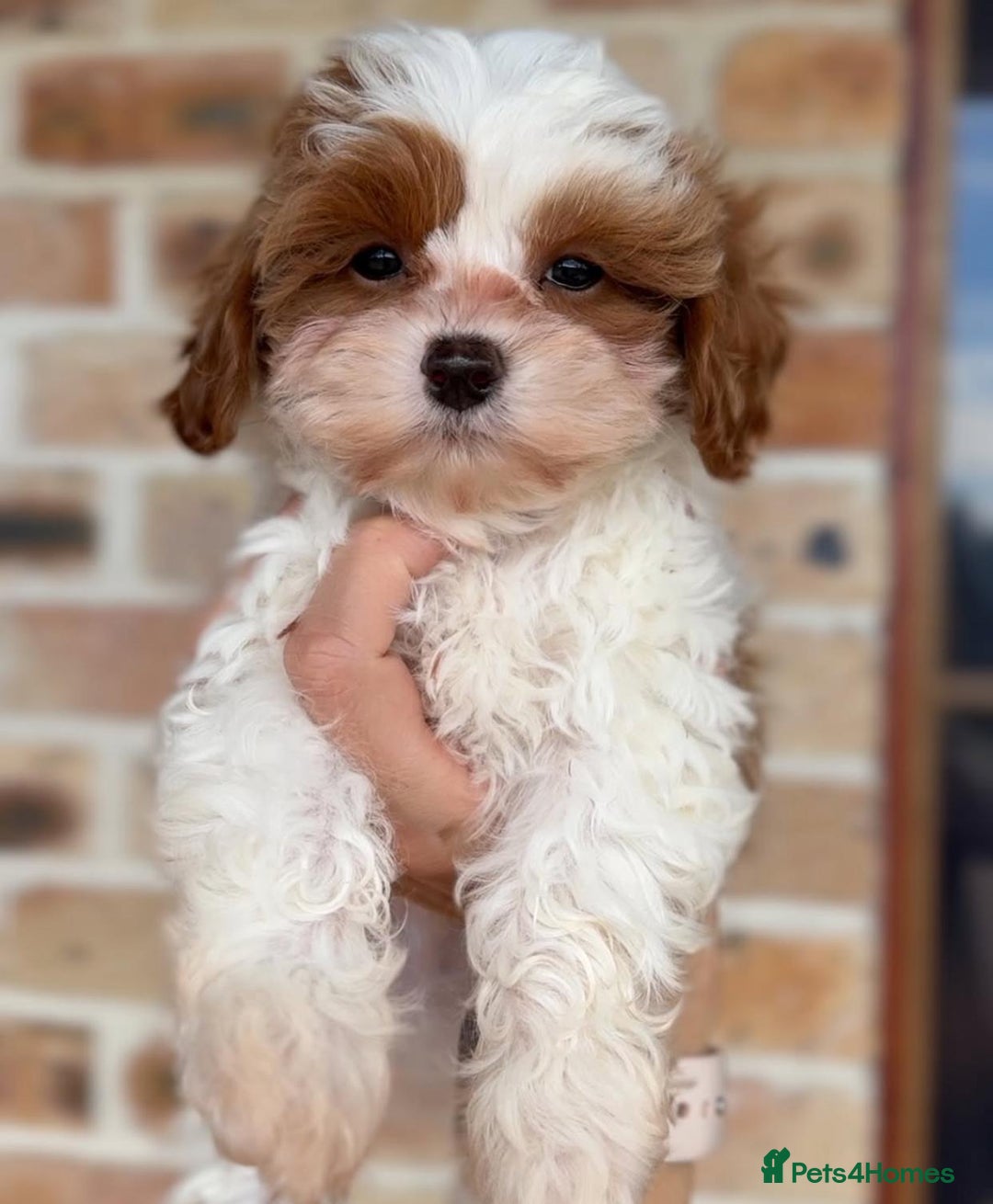 Cavapoo dogs for sale: Beautiful purebred Cavapoo Puppies - Image 18