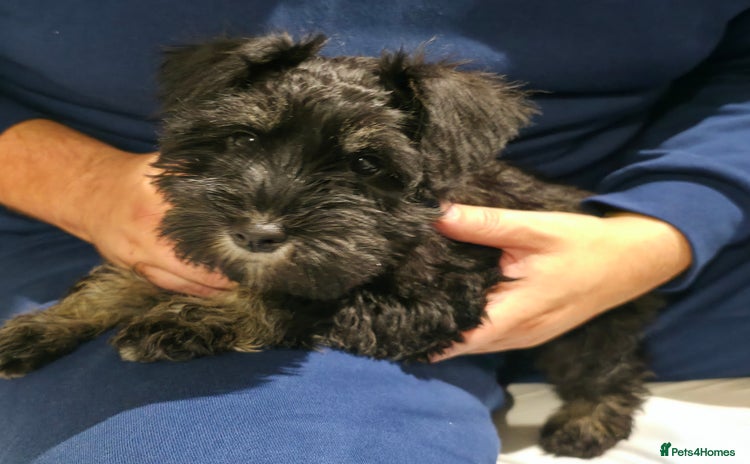 Miniature Schnauzer dogs - Advert 4