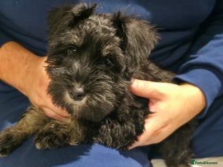 Miniature Schnauzer dogs - Advert 3
