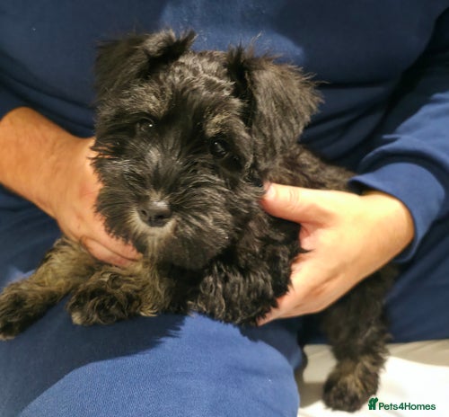 Miniature Schnauzer dogs - Advert 2